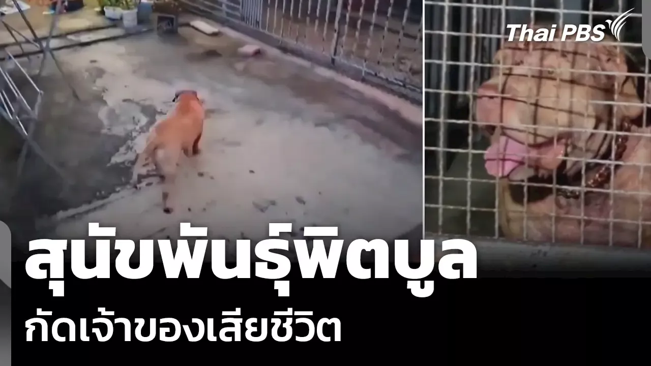 วันใหม่ไทยพีบีเอส